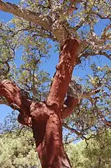 Denuded trunk