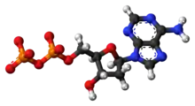 Ball-and-stick model of the adenosine diphosphate anion