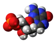 Space-filling model of the deoxyguanosine monophosphate anion