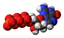 Space-filling model of the deoxyguanosine triphosphate anion