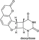 Thymidine adduct of angelicin