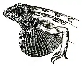 Illustration