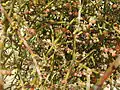 Close-up view of desert mistletoe.