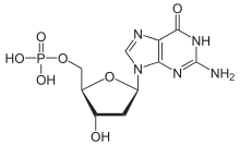 Skeletal formula of deoxyguanosine monophosphate