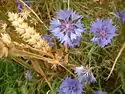 Centaurea cyanus