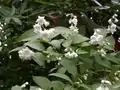 Deutzia crenata 'Plena', a double-flowered cultivar