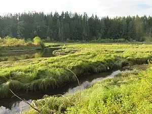 Two channels of the Dewatto River running through high-banked deltas of sea grass. It is sunset, so the light is at a low angle from the left of the picture. The vegetation of the estuary is an extremely bright green in the light with bits of yellow dry grass interspersed. A wall of dark pine trees makes up the far bank of the estuary.