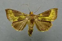 Diachrysia stenochrysis