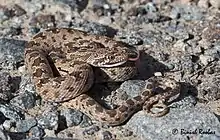  Diadem snake from Ras Al Khaimah, United Arab Emirates