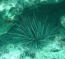 Diadema antillarum with unusual grey spines at Snapper Ledge