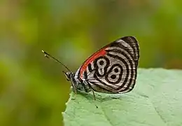 D. c. marchalii, Venezuela