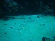 A ray lying on the bottom, partially buried in sand, next to a reef outcrop