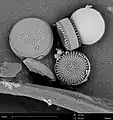 Diatoms imaged with the Phenom. Field of view is 50 um.