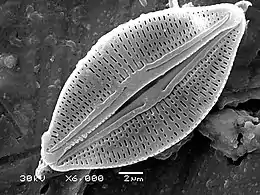 Diatoms have glass like cell walls called frustules which are made of silica.