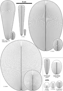 Diagram of various Dickinsonia species