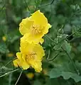 Eastern horned poppy (Dicranostigma erectum)