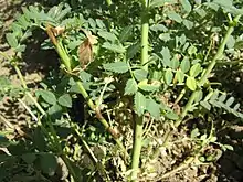 Didymella rabiei growing on chickpea