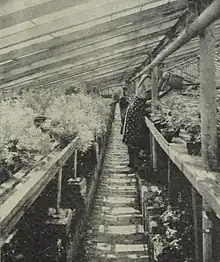 Two women watering rows of plants in a greenhouse.