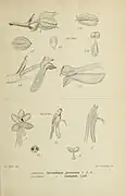 Botanical illustration of Hymenorchis javanica