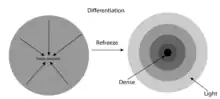 A diagram of Earth's differentiation. The diagram displays Earth's different layers and how dense materials move towards Earth's core.