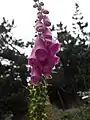 Foxglove,Digitalis purpurea, at lac de l'Oule (1,815 m)