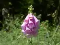 Digitalis purpurea