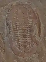 The Cambrian trilobite Saukiella pepinensis.