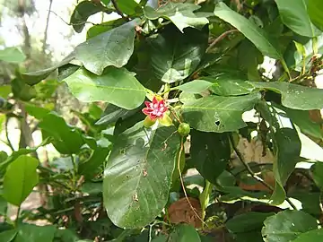 Fruit and foliage