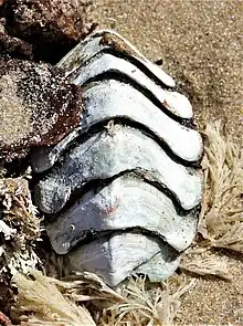 Giant chiton ("Dinoplax gigas"}