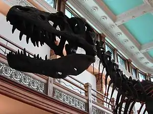 Signature dinosaur skeleton within the Redpath Museum, set against interior Beaux Art decorations