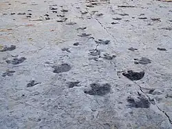 Dinosaur tracks.