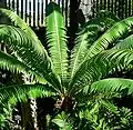 Dioon spinulosum