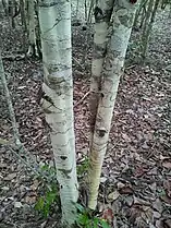 Pale colour of the trunks