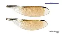 Male wings