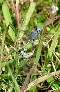 Mating