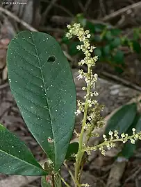 Flower spike