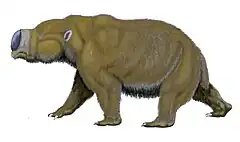 Diprotodon optatum was the largest known marsupial, approximately the size of a hippo. It became extinct 40,000 years ago.