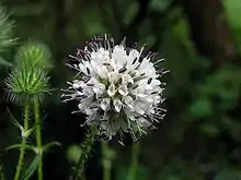 Dipsacus pilosus flowerhead