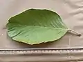 Leaf upper surface