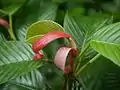 Dipterocarpus macrocarpus young leaf