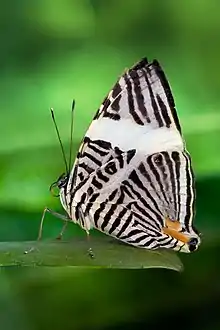 Dirce beauty butterfly, Colobura dirce