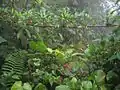 Image 4A view of the forest at La Amistad International Park, near Boquete, Panamá, 2006