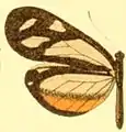 D. t. lysinoides