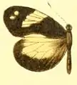 D. z. pallidula female