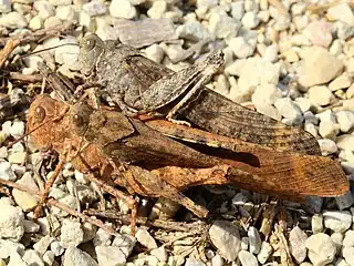 A female ovipositing, guarded by 2 males