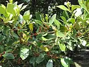 Flowers with leaves