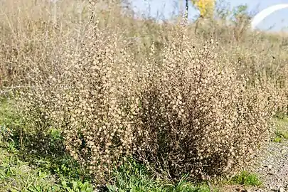 Dry form of plant