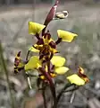 Diuris pardina