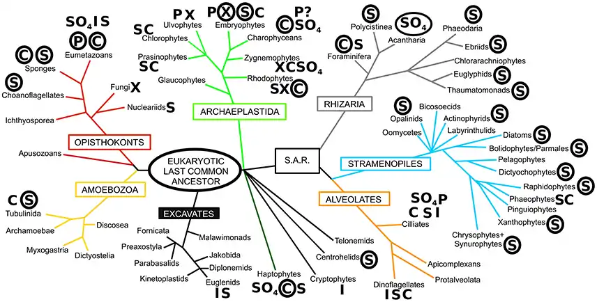 Diversity of biomineralization across the eukaryotes  The phylogeny shown in this diagram is based on Adl et al. (2012), with major eukaryotic supergroups named in boxes. Letters next to taxon names denote the presence of biomineralization, with circled letters indicating the prominent and widespread use of that biomineral. S, silica; C, calcium carbonate; P, calcium phosphate; I, iron (magnetite/goethite); X, calcium oxalate; SO4, sulfates (calcium/barium/strontium), ? denotes uncertainty in the report.