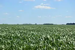 Cornfield southeast of Sharon